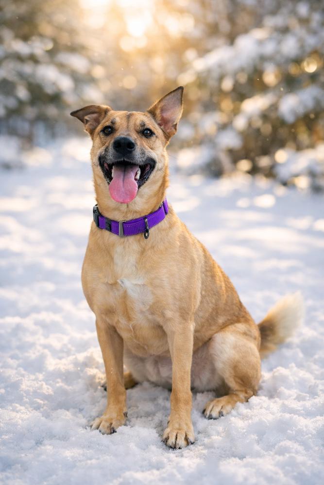 Enlarge Claire Bear, a Adoptable mixed breed in Oakland, MI image 4/6