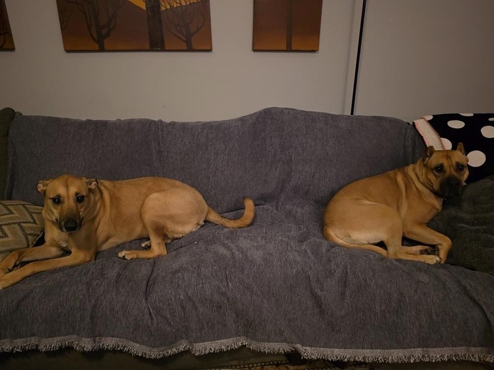 Enlarge Claire Bear, a Adoptable mixed breed in Oakland, MI image 5/6