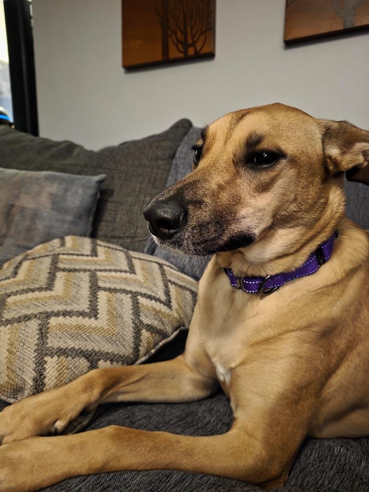 Enlarge Claire Bear, a Adoptable mixed breed in Oakland, MI image 6/6