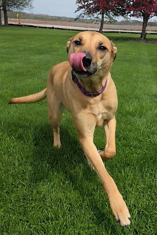 Enlarge Claire Bear, a Adoptable mixed breed in Oakland, MI image 2/6