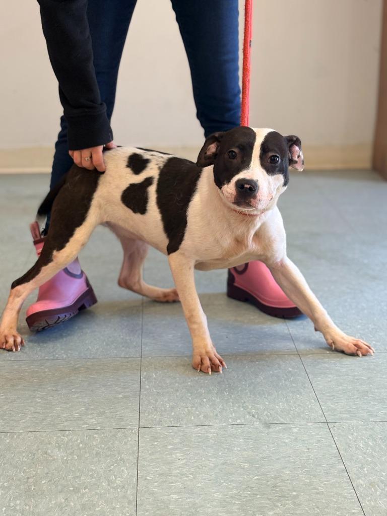 Sky, Adoptable, Puppy Female Mixed Breed.