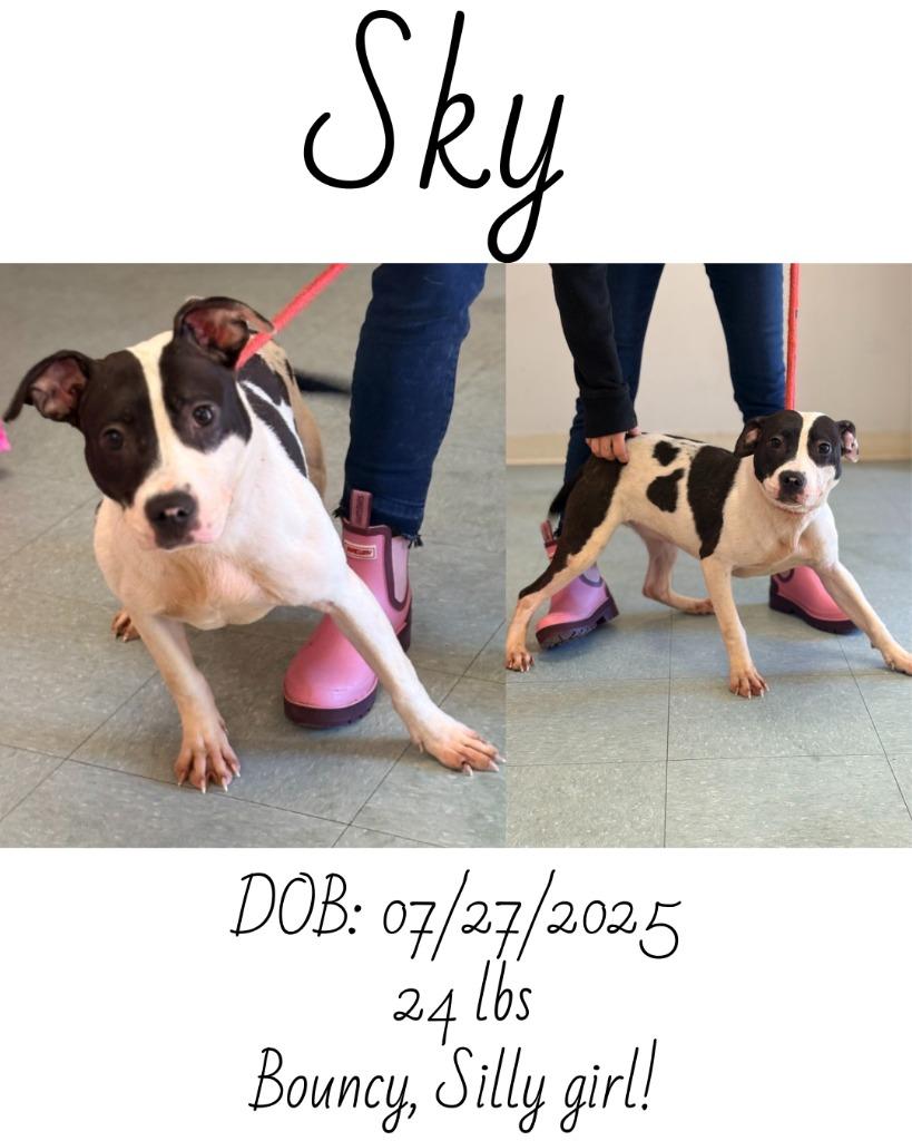 Sky, a Adoptable mixed breed in Albany, GA image 2/3