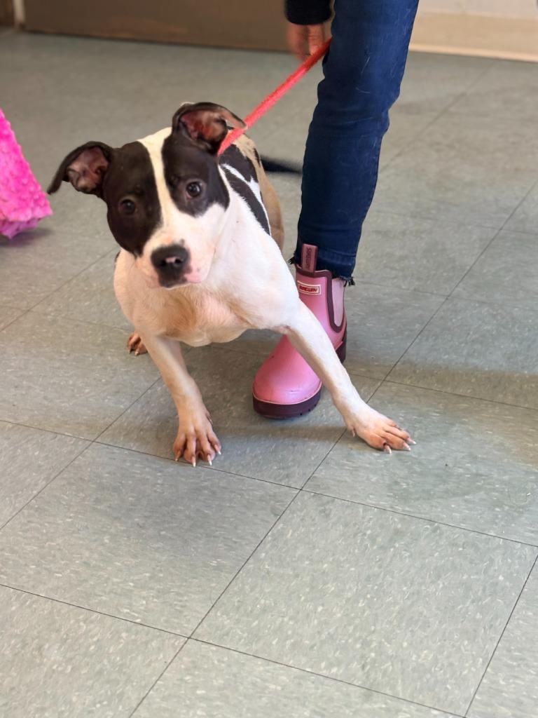 Sky, a Adoptable mixed breed in Albany, GA image 3/3