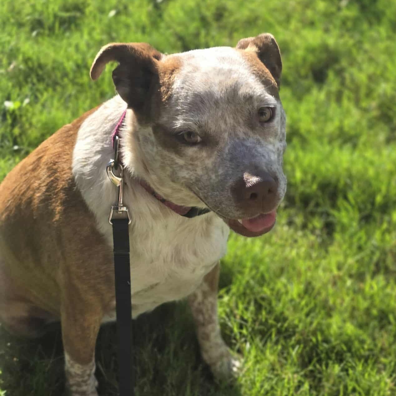 Cinnamon — thumbnail 6