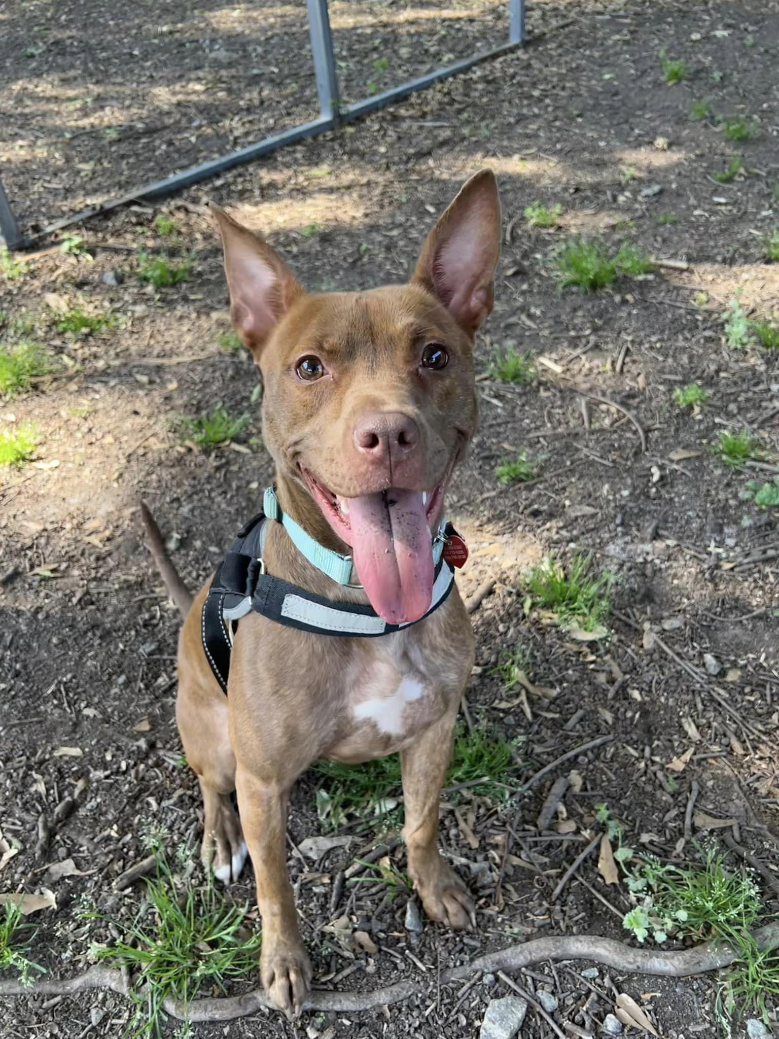 Zara, Adoptable, Adult Female Rat Terrier & Miniature Pinscher.