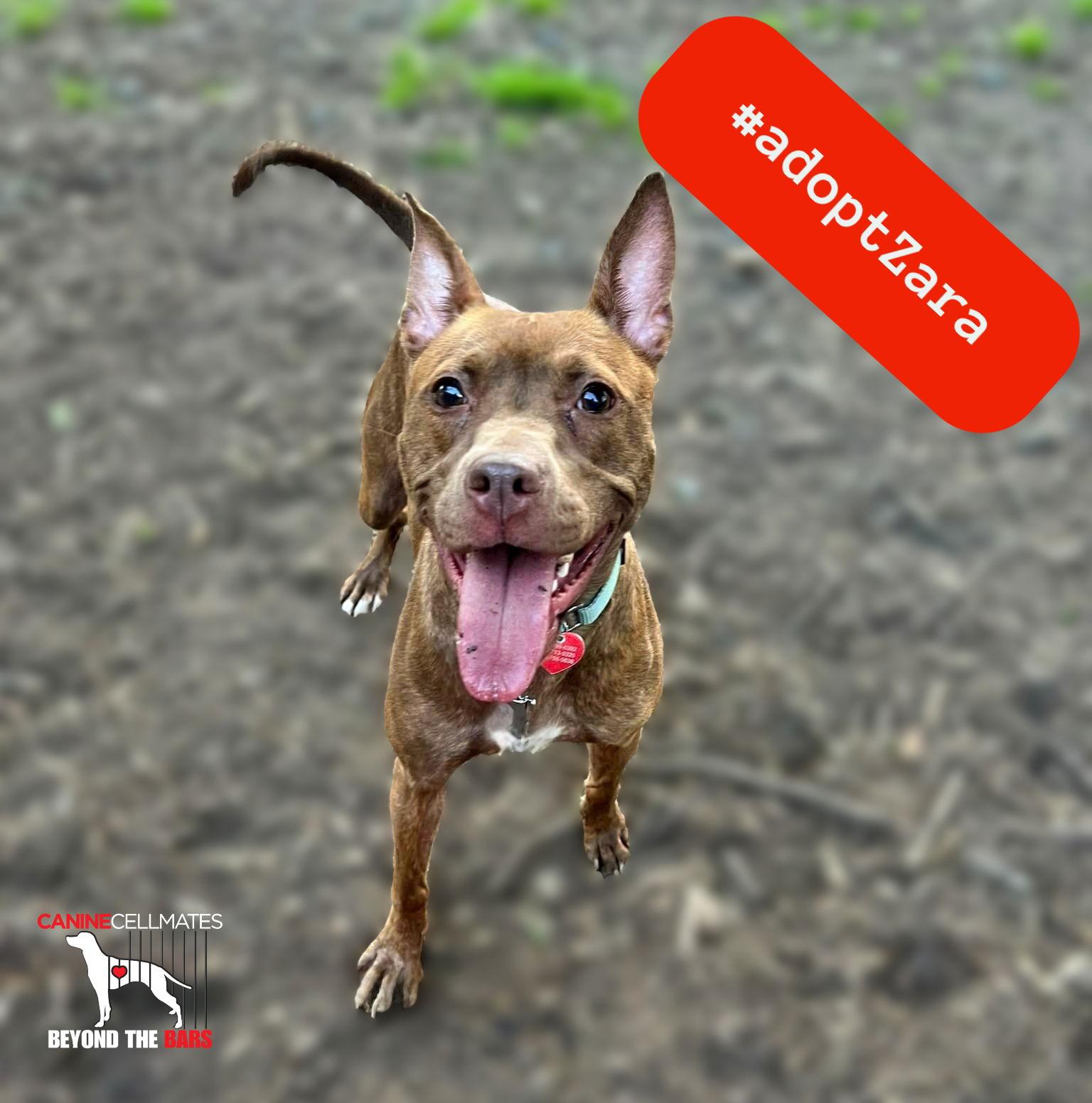 Enlarge Zara, a Adoptable mixed breed in Atlanta, GA image 2/3