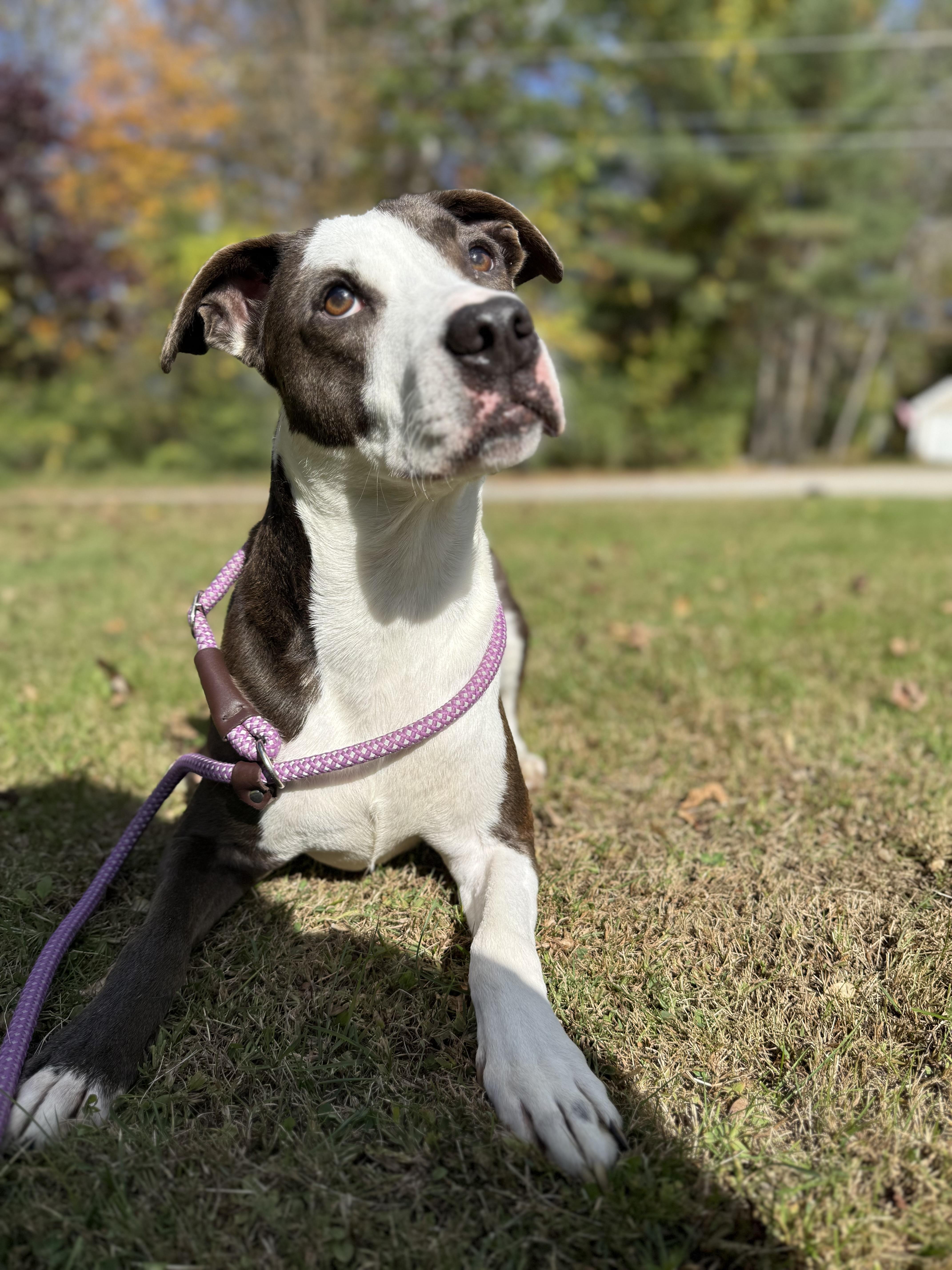 Enlarge Winston, a ADOPTABLE Staffordshire Bull Terrier in Bridgton, ME image 1/5
