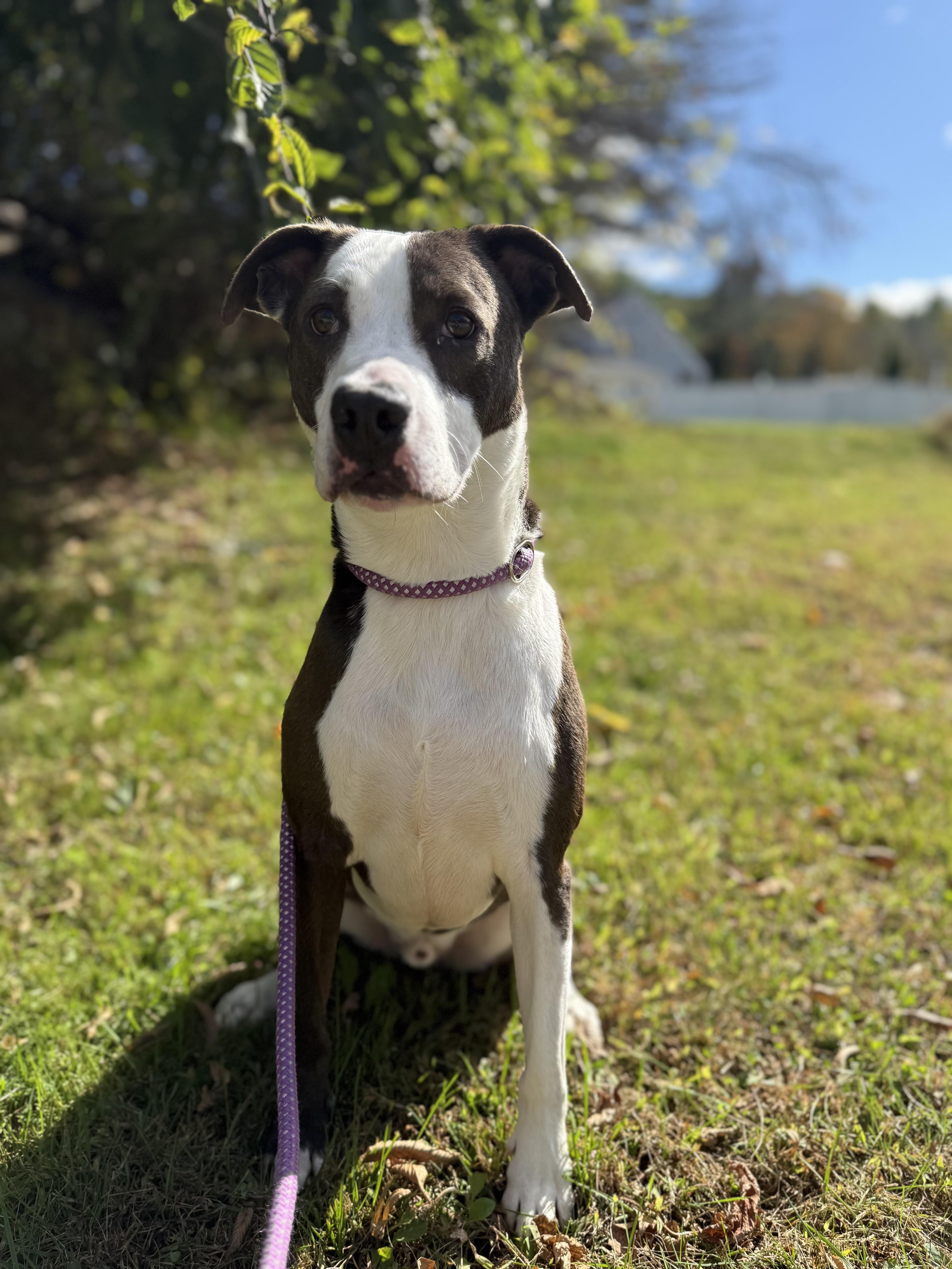 Enlarge Winston, a ADOPTABLE Staffordshire Bull Terrier in Bridgton, ME image 4/5