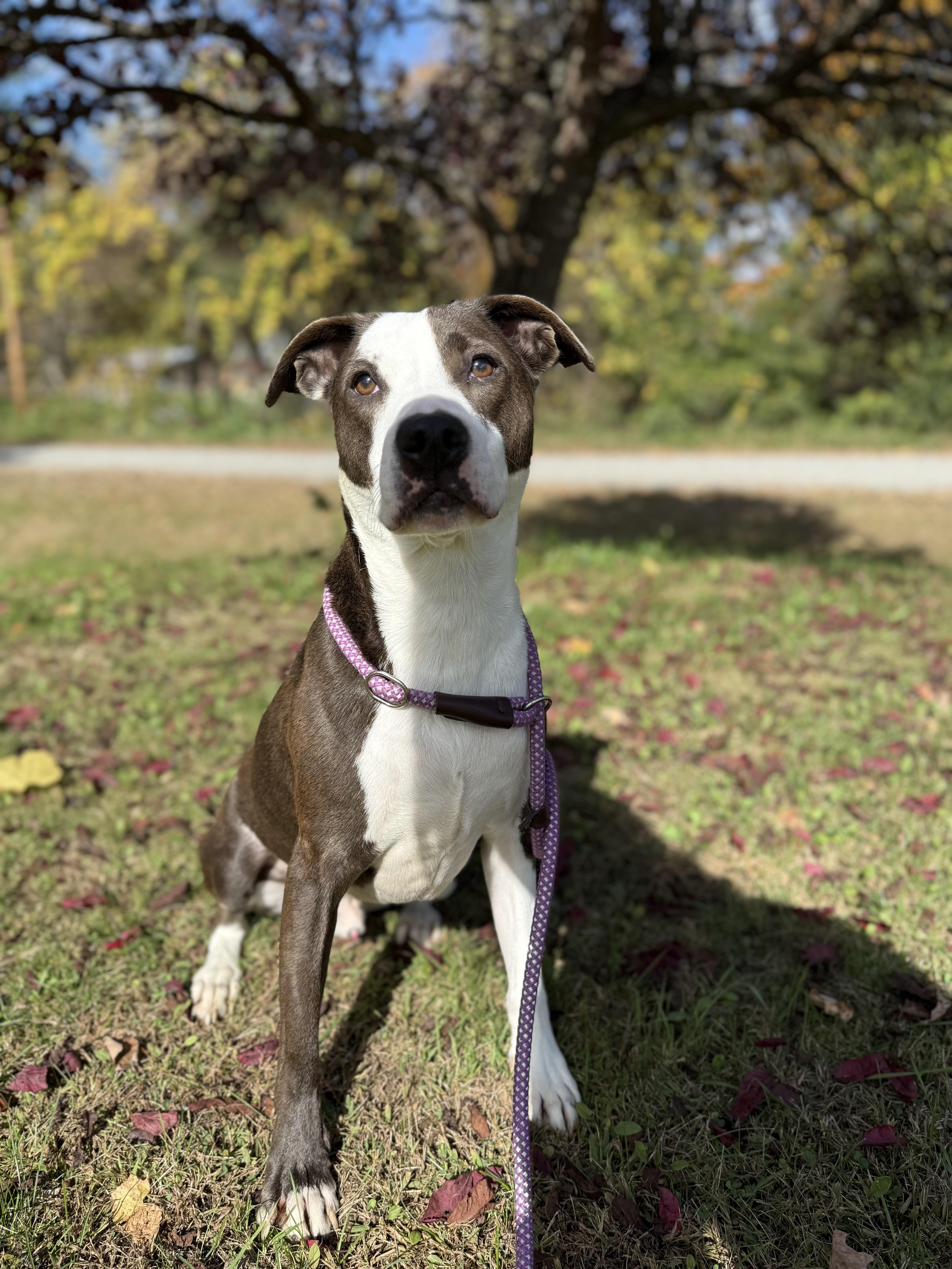 Enlarge Winston, a ADOPTABLE Staffordshire Bull Terrier in Bridgton, ME image 2/5