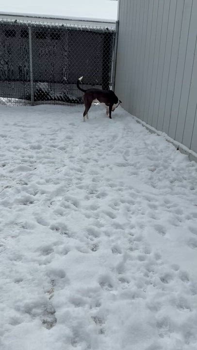 Enlarge Winston, a ADOPTABLE Staffordshire Bull Terrier in Bridgton, ME video 5/5