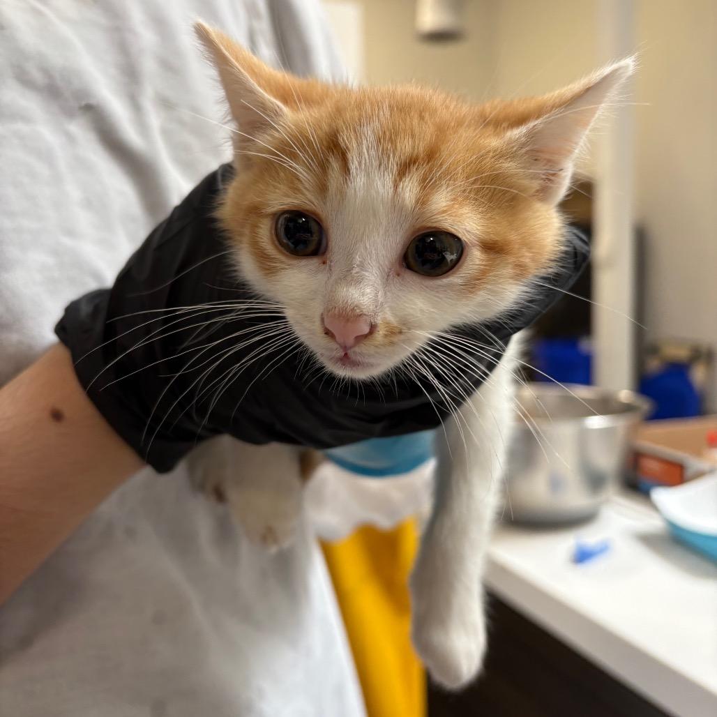 Charlie, Adoptable, Young Male Domestic Short Hair.