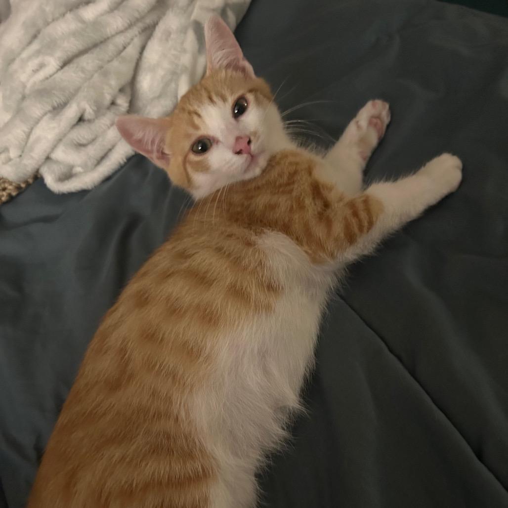 Charlie, a Adoptable Domestic Short Hair in Mission Hills, CA image 2/6