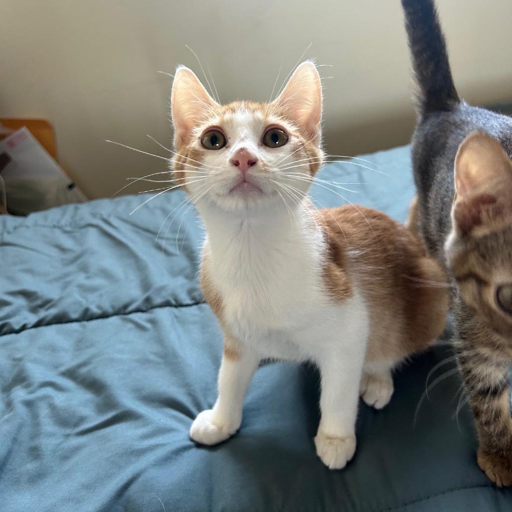 Charlie, a Adoptable Domestic Short Hair in Mission Hills, CA image 3/6