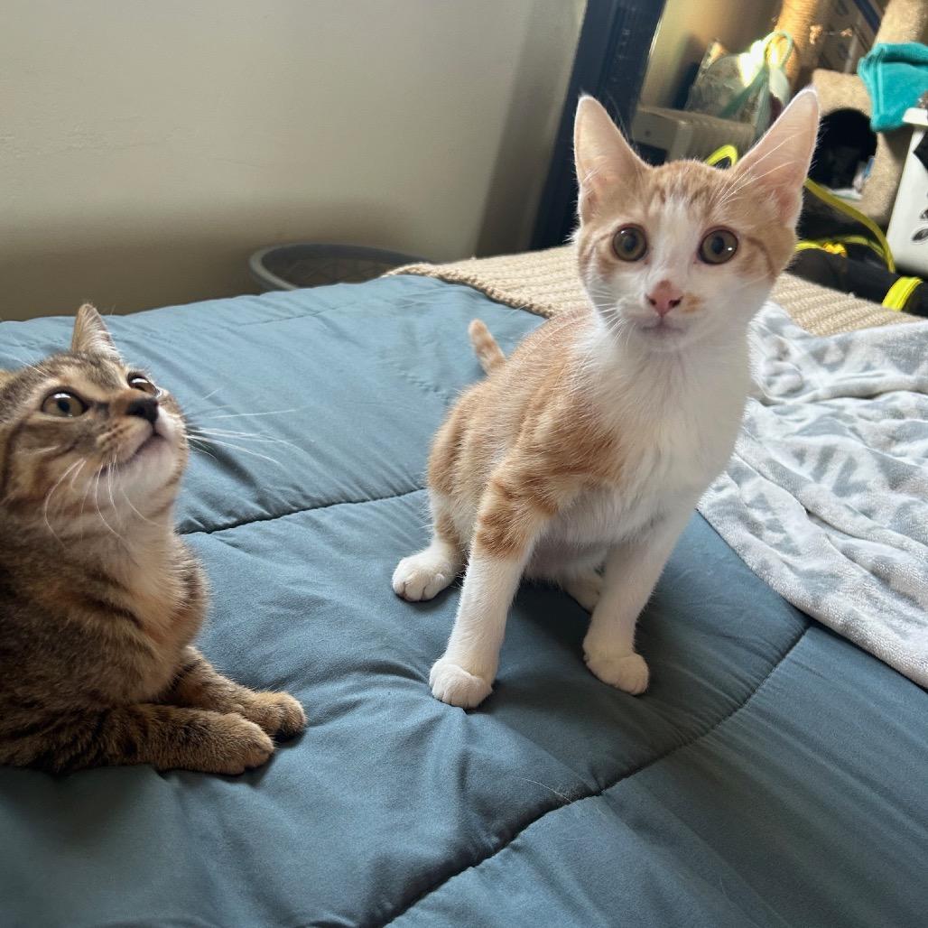 Charlie, a Adoptable Domestic Short Hair in Mission Hills, CA image 4/6