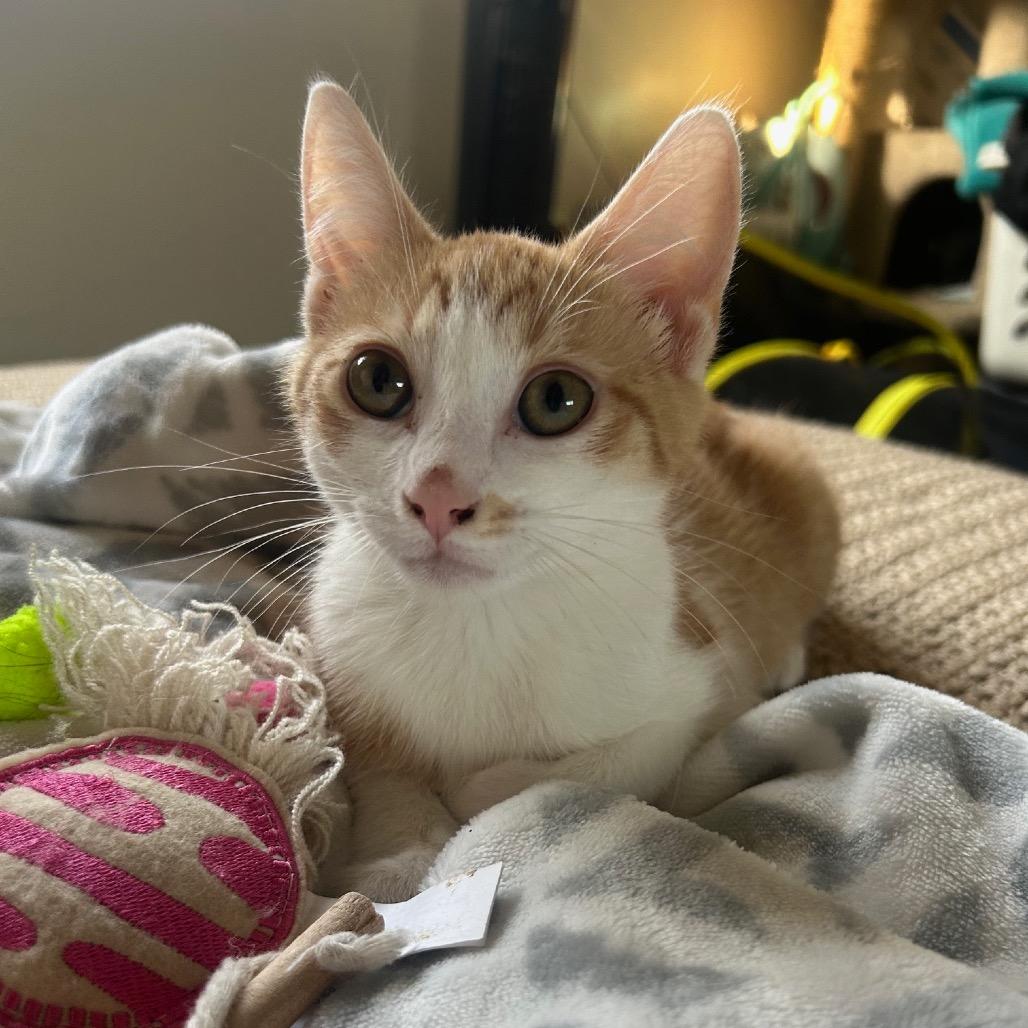 Charlie, a Adoptable Domestic Short Hair in Mission Hills, CA image 5/6