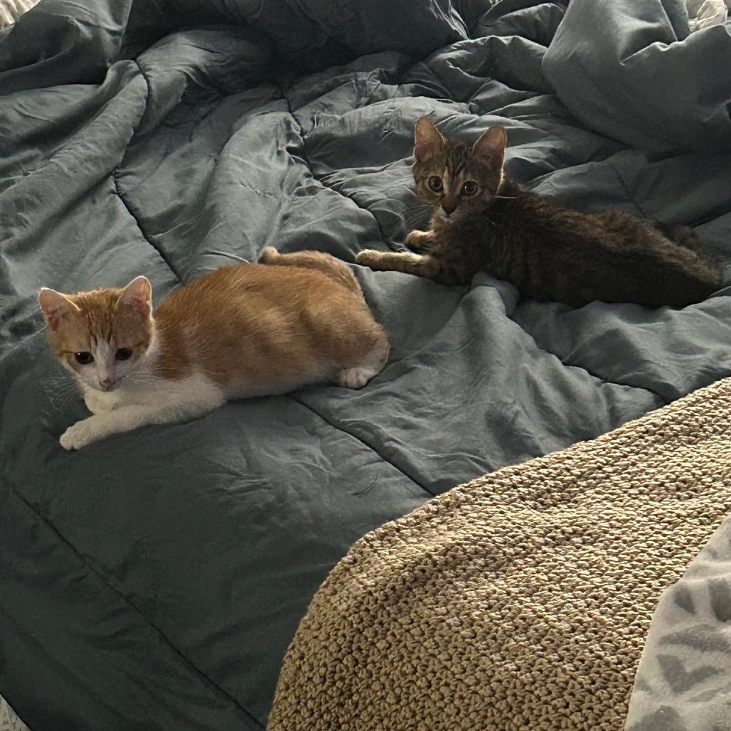 Charlie, a Adoptable Domestic Short Hair in Mission Hills, CA image 6/6