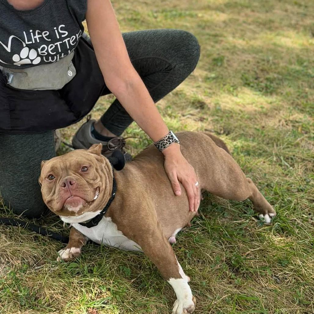 Petunia, Adoptable, Adult Female American Staffordshire Terrier.