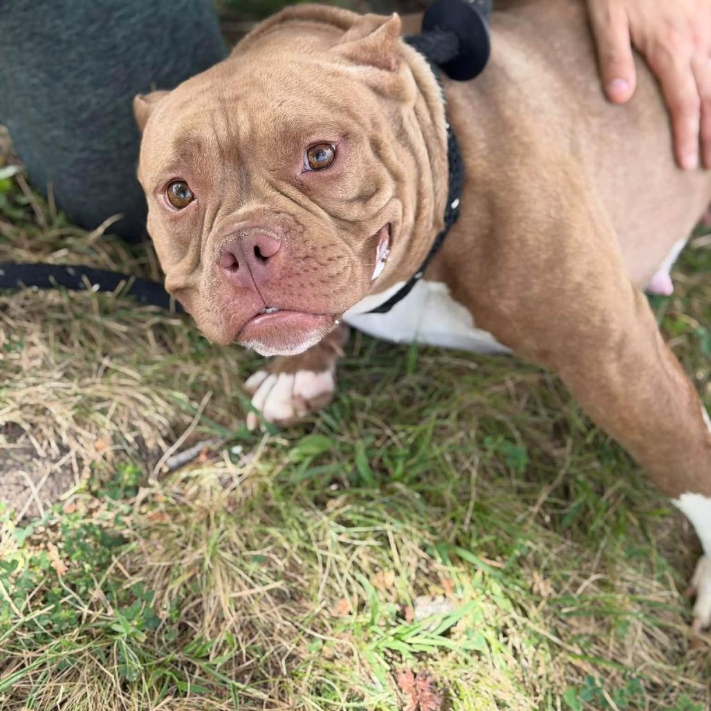 Enlarge Petunia, a Adoptable American Staffordshire Terrier in O'Fallon, MO image 2/6