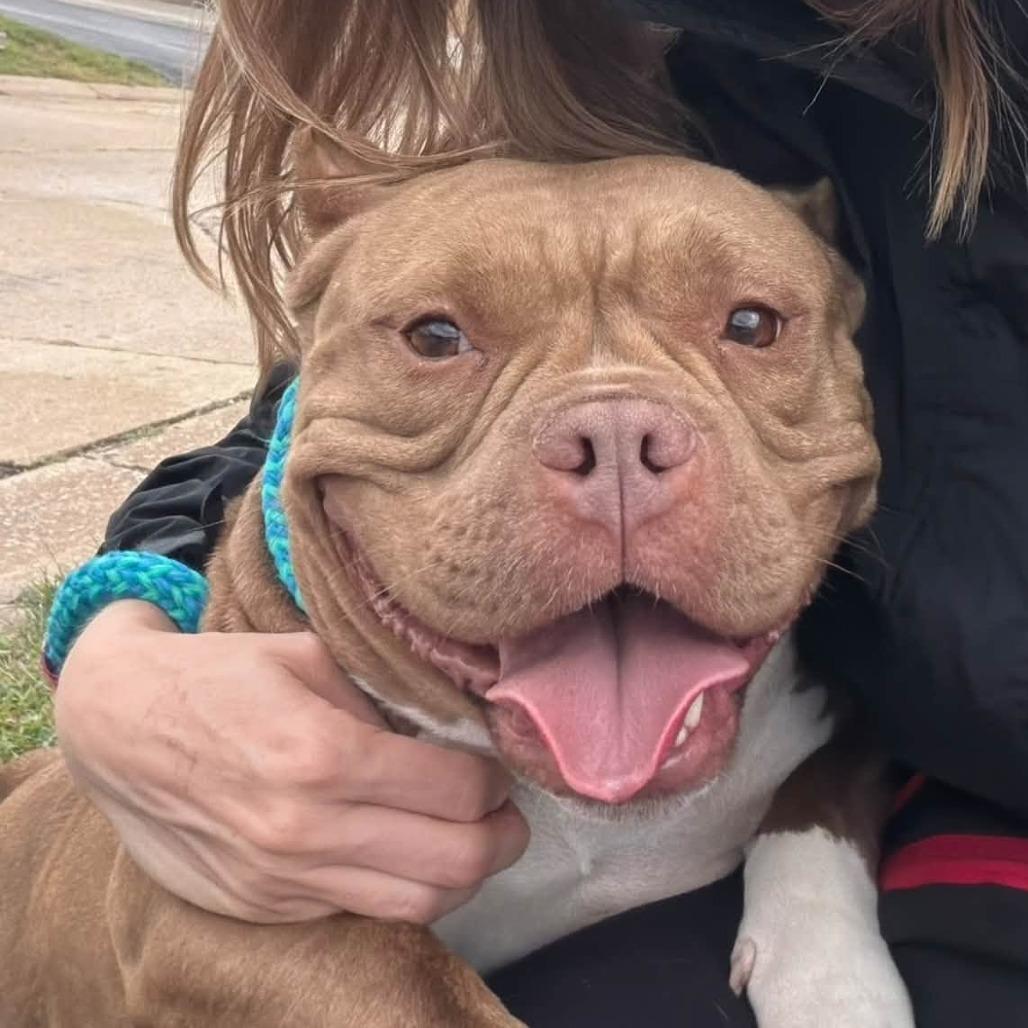 Enlarge Petunia, a Adoptable American Staffordshire Terrier in O'Fallon, MO image 5/6