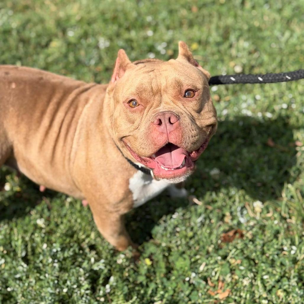 Enlarge Petunia, a Adoptable American Staffordshire Terrier in O'Fallon, MO image 6/6