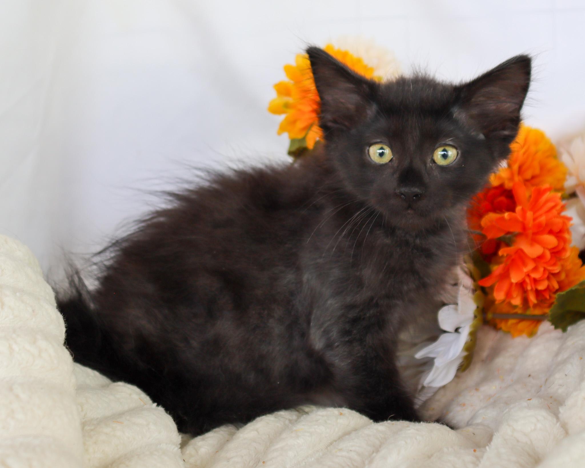 Enlarge Heidi, a ADOPTABLE Domestic Medium Hair in Ocean Springs, MS image 4/4
