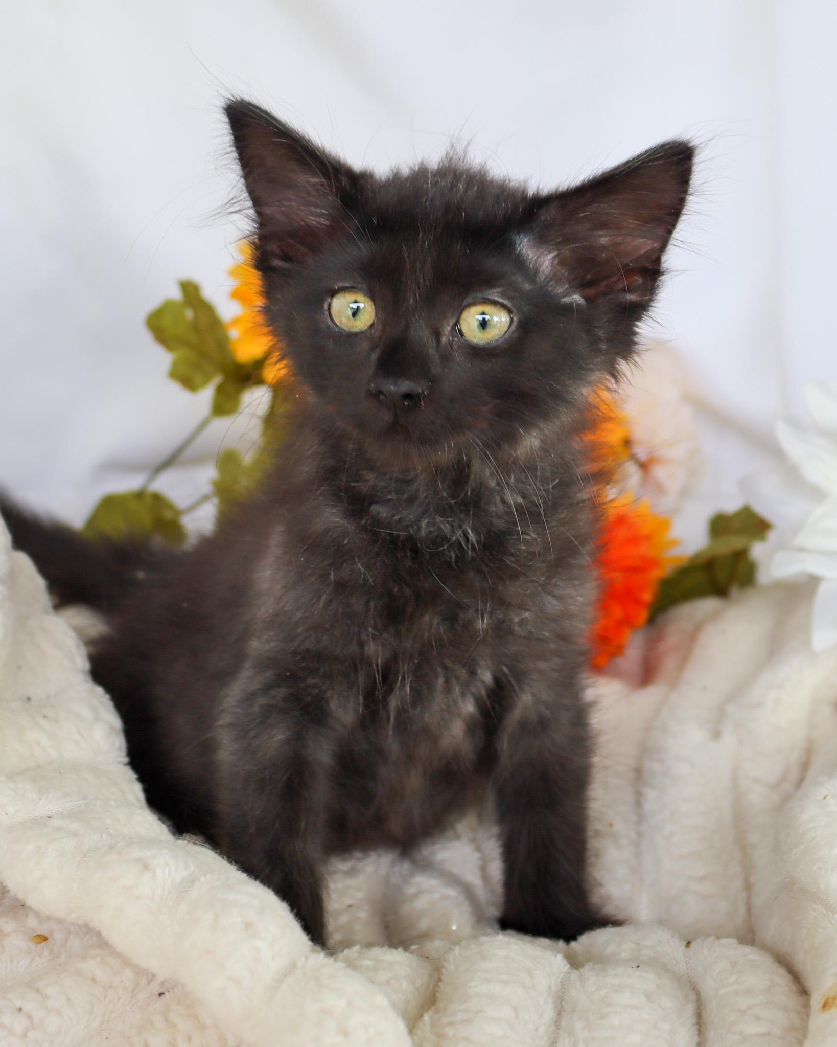 Enlarge Heidi, a ADOPTABLE Domestic Medium Hair in Ocean Springs, MS image 1/4