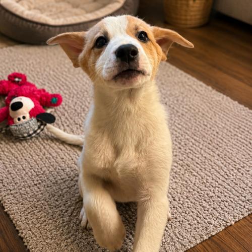 Chicory, Adoptable, Puppy Male Rat Terrier.