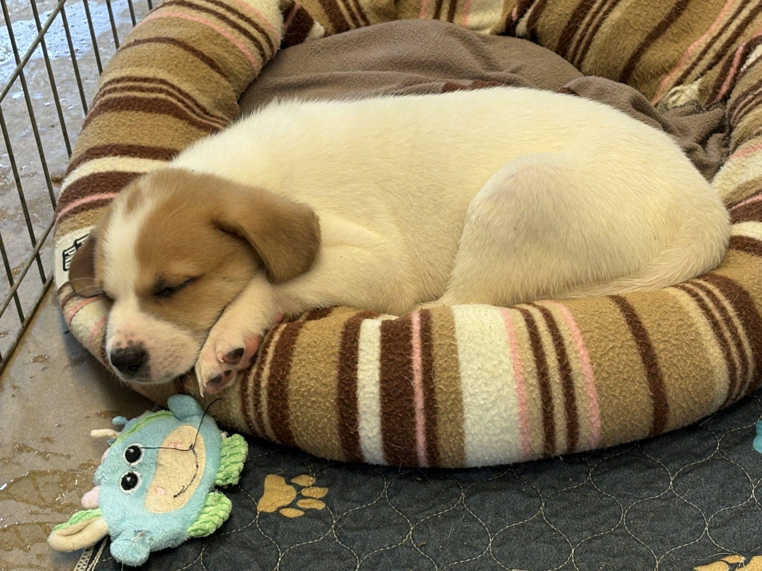 Chicory, a Adoptable Rat Terrier in Wilmington, NC image 3/3