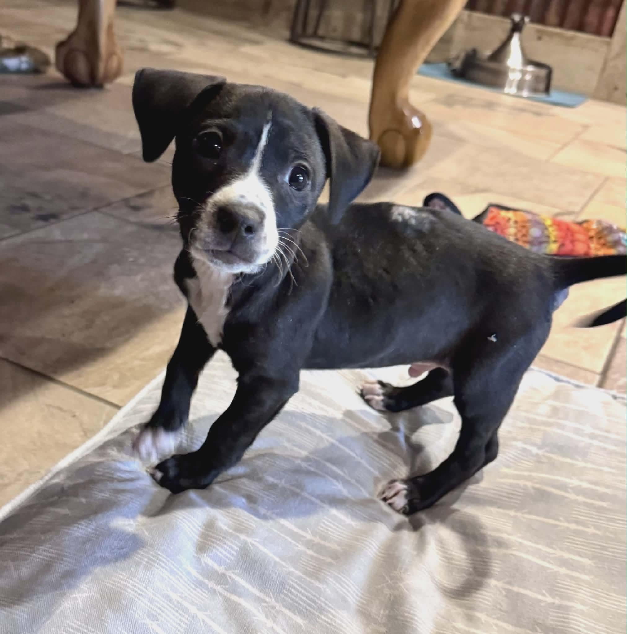 Enlarge Brian, a ADOPTABLE mixed breed in Elizabeth, CO image 1/3