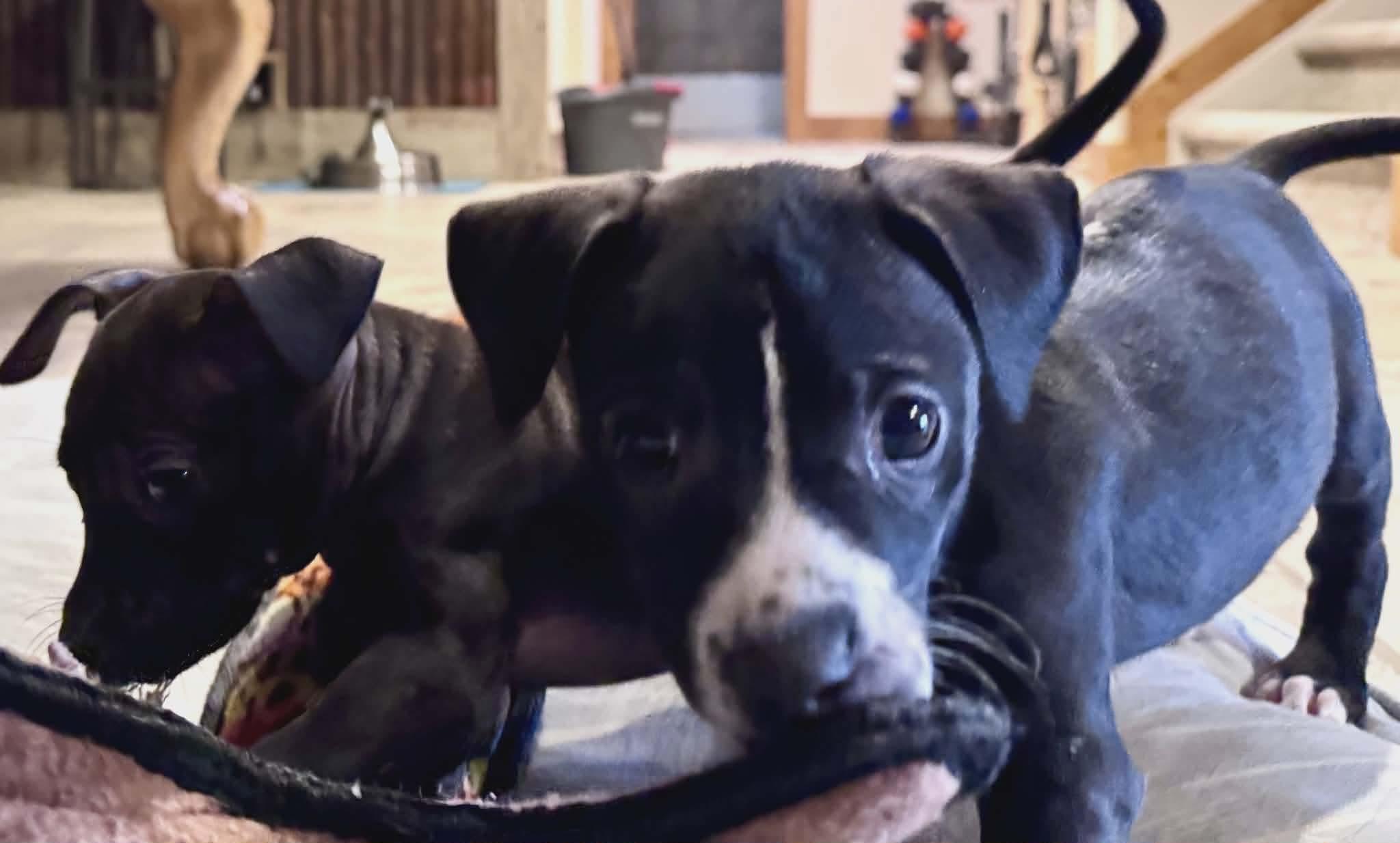 Enlarge Brian, a ADOPTABLE mixed breed in Elizabeth, CO image 3/3