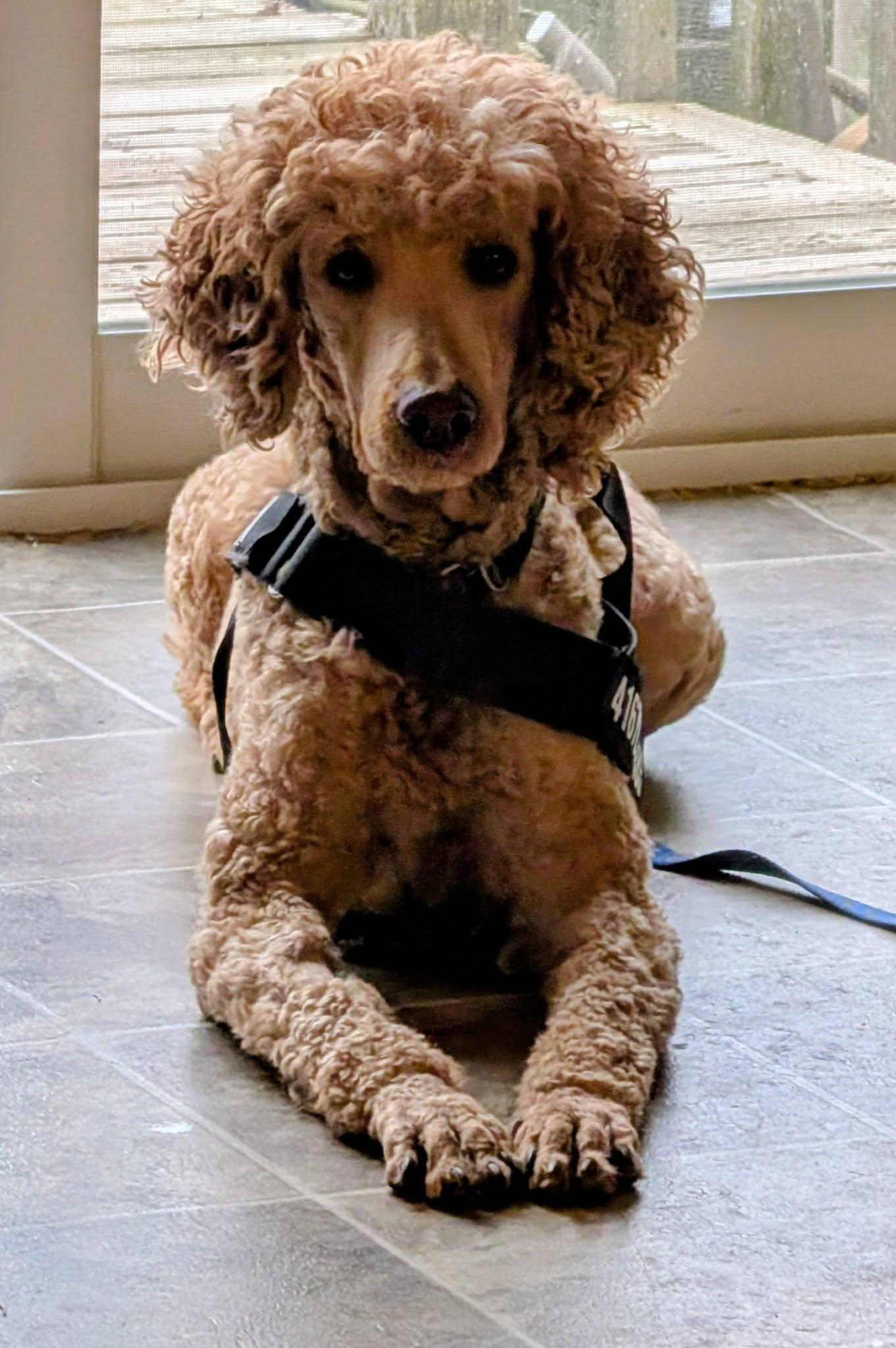Parker, a ADOPTABLE Standard Poodle in Sunderland, ON image 3/4