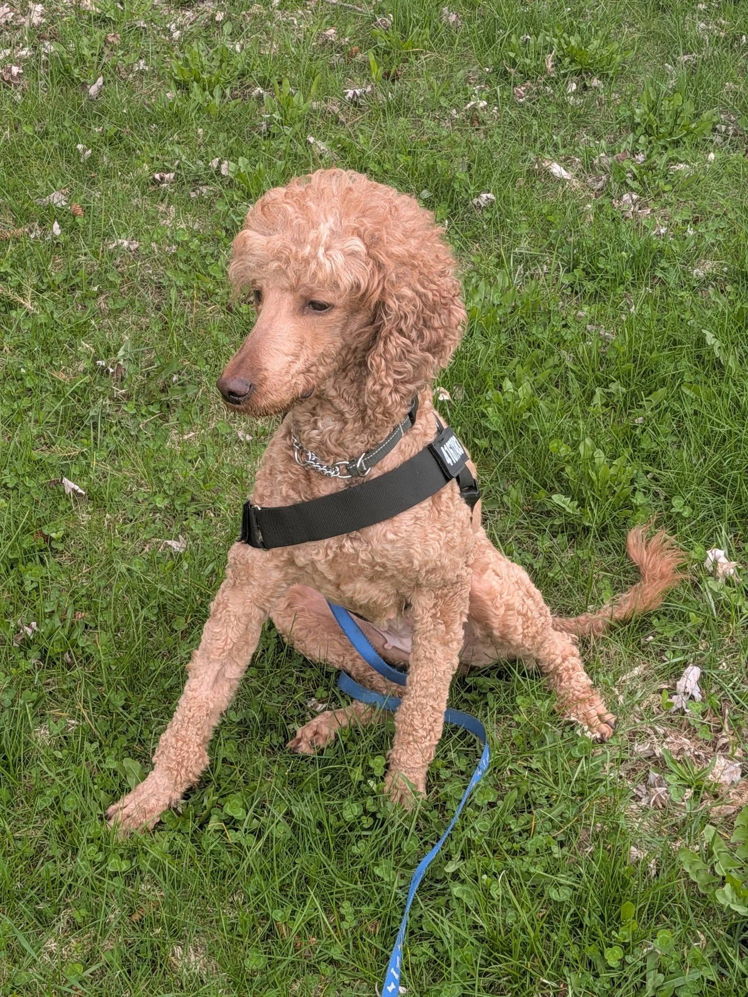 Parker, a ADOPTABLE Standard Poodle in Sunderland, ON image 4/4