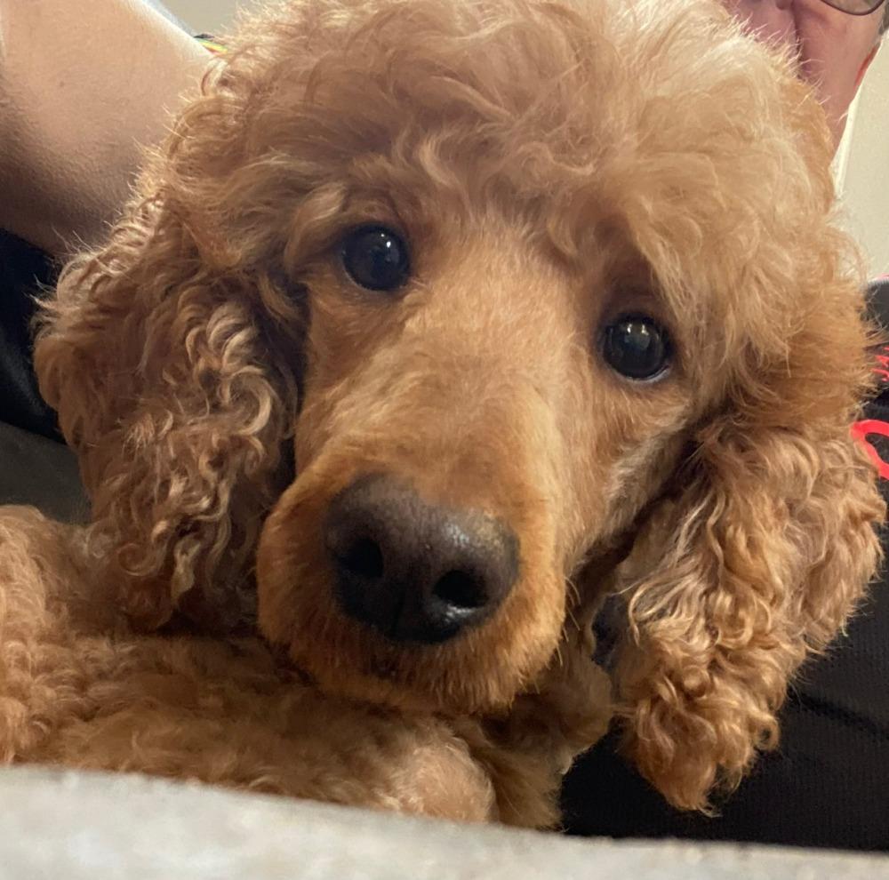 Parker, a ADOPTABLE Standard Poodle in Sunderland, ON image 1/4