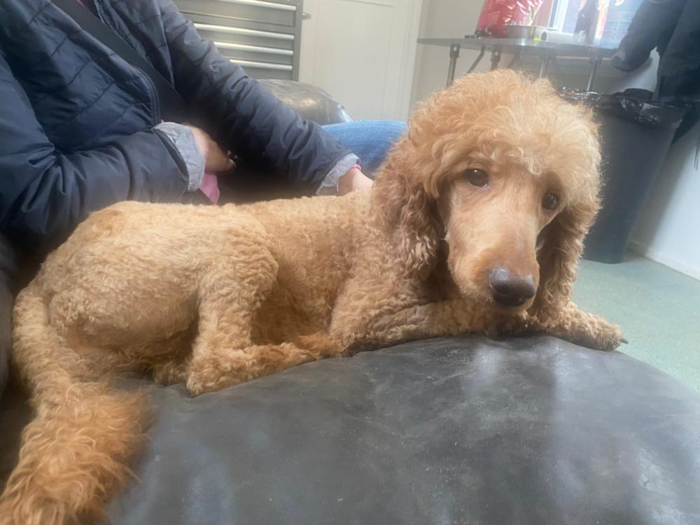 Parker, a ADOPTABLE Standard Poodle in Sunderland, ON image 2/4