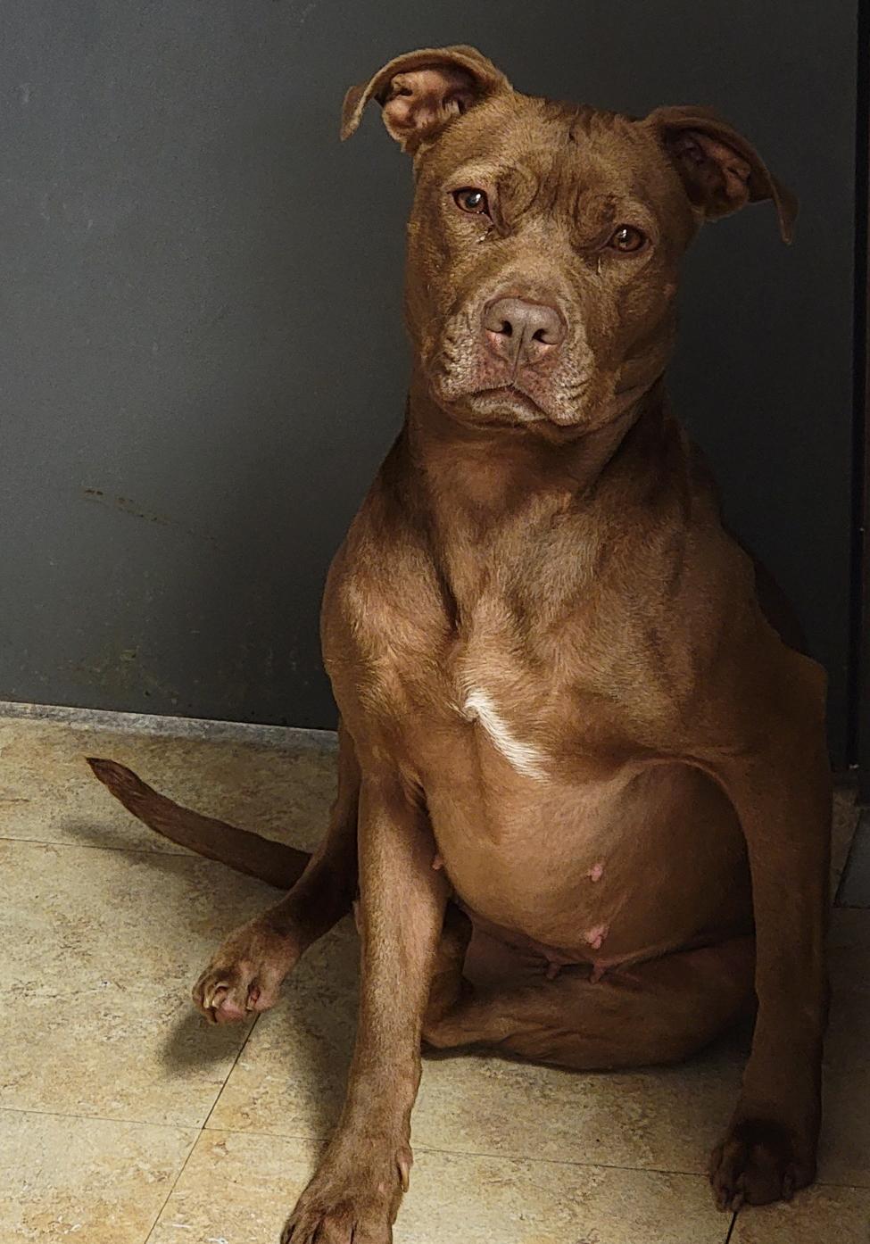 Enlarge Padme (Spayed) (Photos June 1 2025), a Adoptable mixed breed in Marietta, OH image 2/6