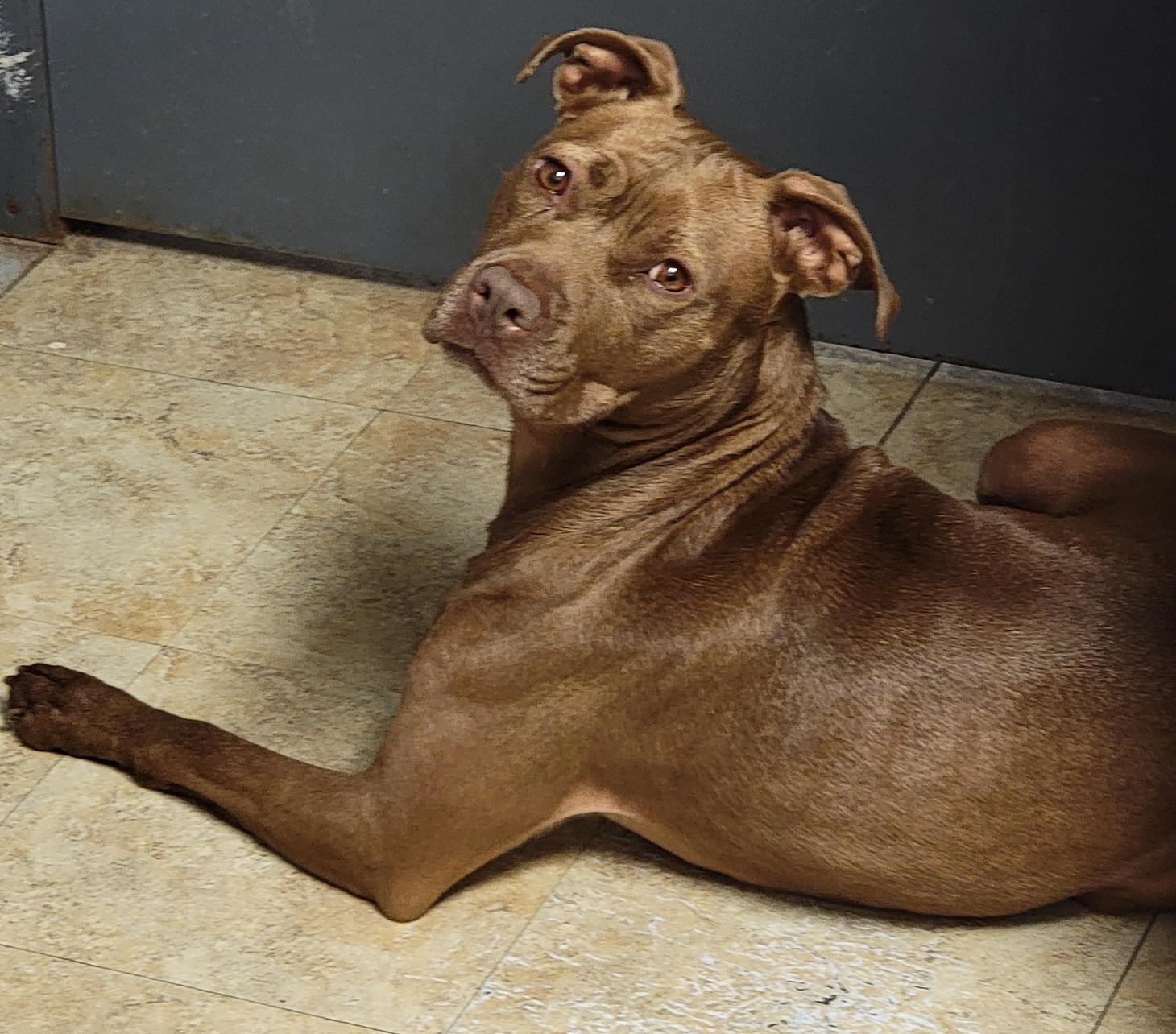 Enlarge Padme (Spayed) (Photos June 1 2025), a Adoptable mixed breed in Marietta, OH image 6/6