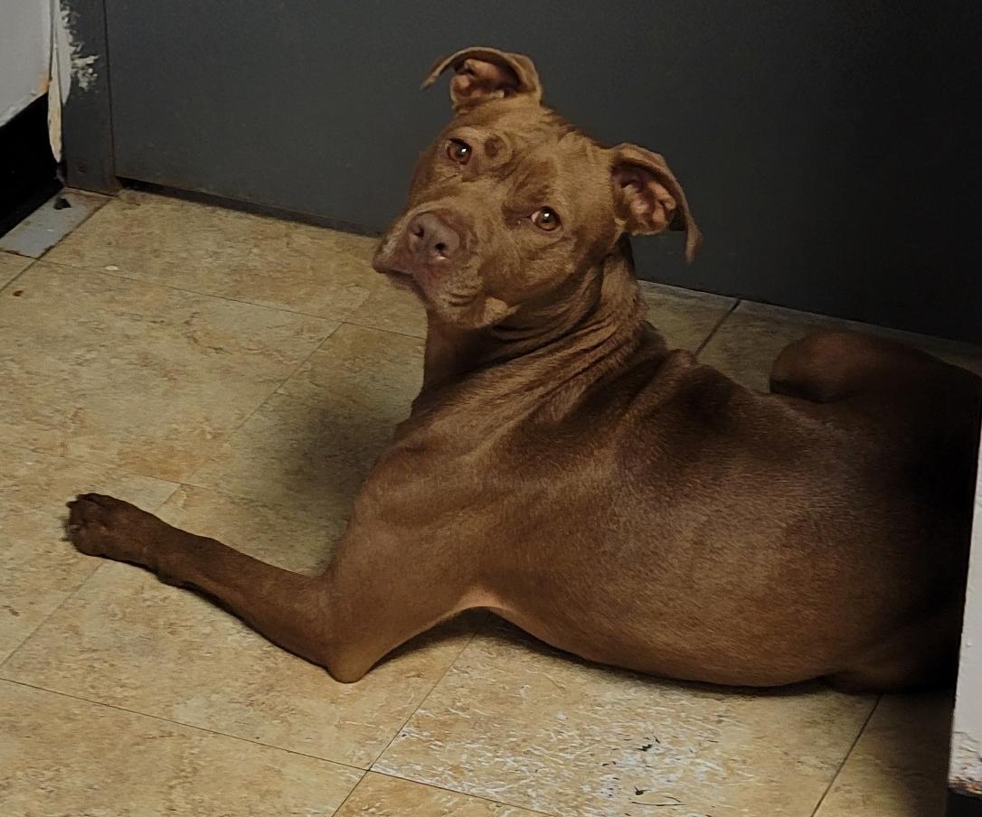 Enlarge Padme (Spayed) (Photos June 1 2025), a Adoptable mixed breed in Marietta, OH image 3/6