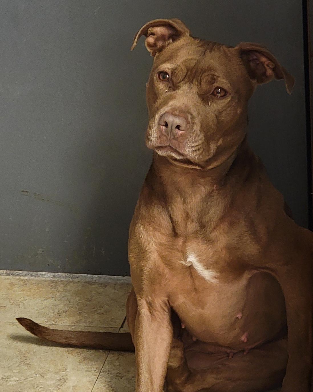 Enlarge Padme (Spayed) (Photos June 1 2025), a Adoptable mixed breed in Marietta, OH image 5/6