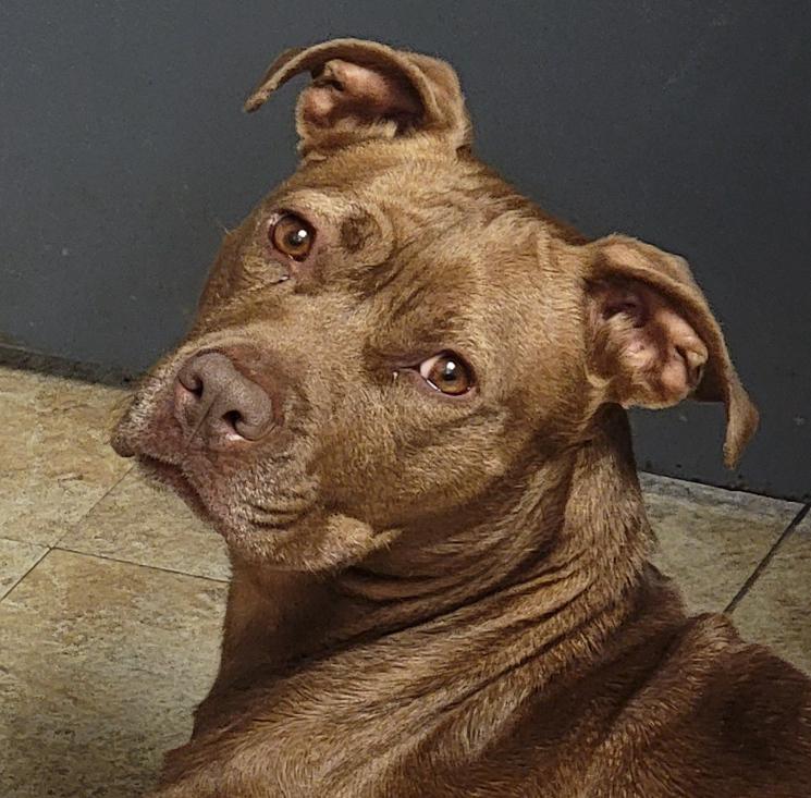 Enlarge Padme (Spayed) (Photos June 1 2025), a Adoptable mixed breed in Marietta, OH image 4/6
