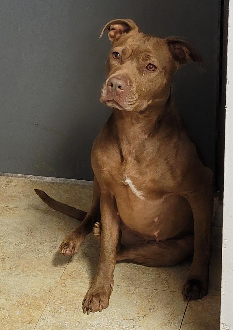 Enlarge Padme (Spayed) (Photos June 1 2025), a Adoptable mixed breed in Marietta, OH image 1/6