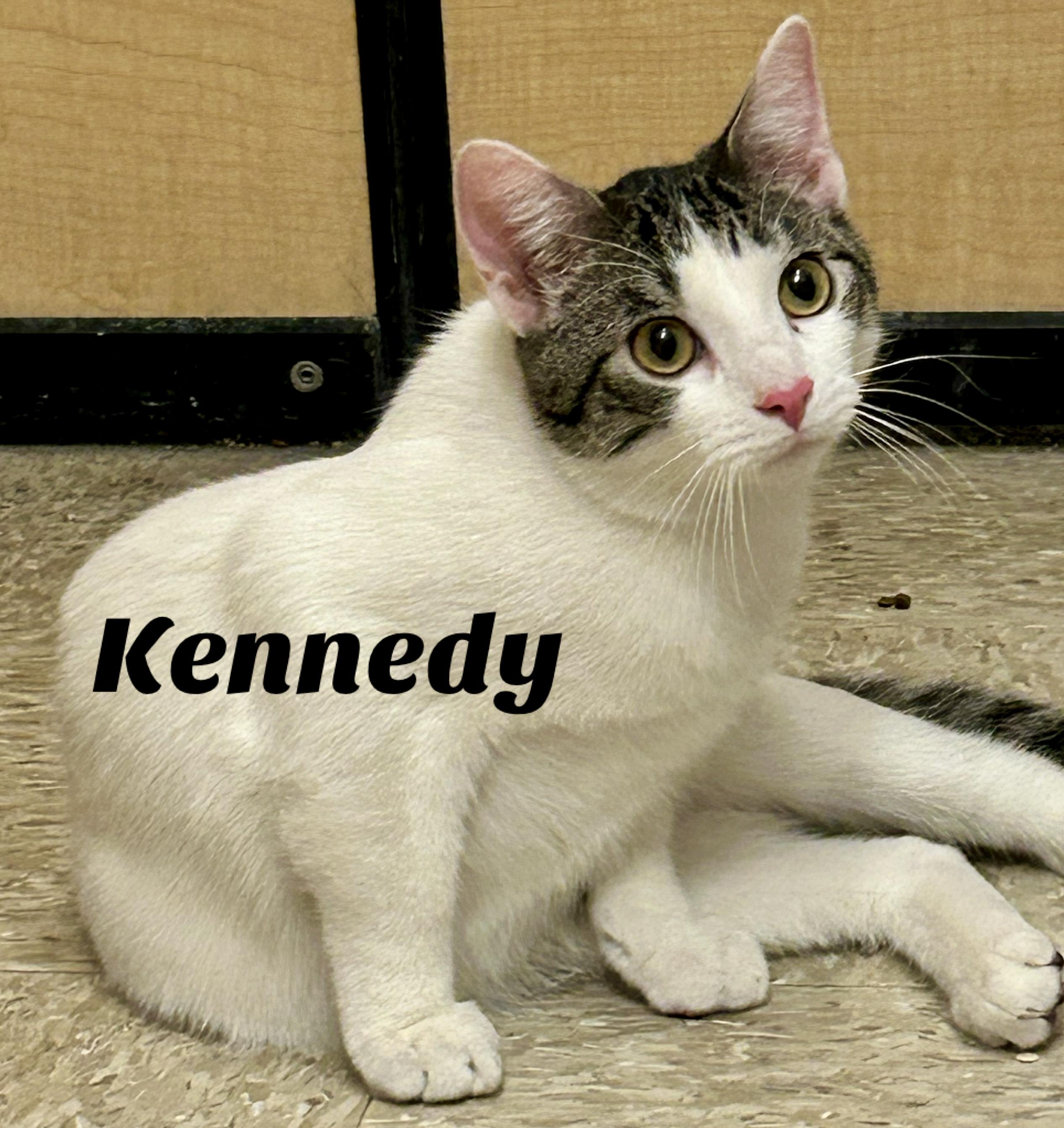 Enlarge Kennedy, a ADOPTABLE Domestic Short Hair in Owasso, OK image 1/1
