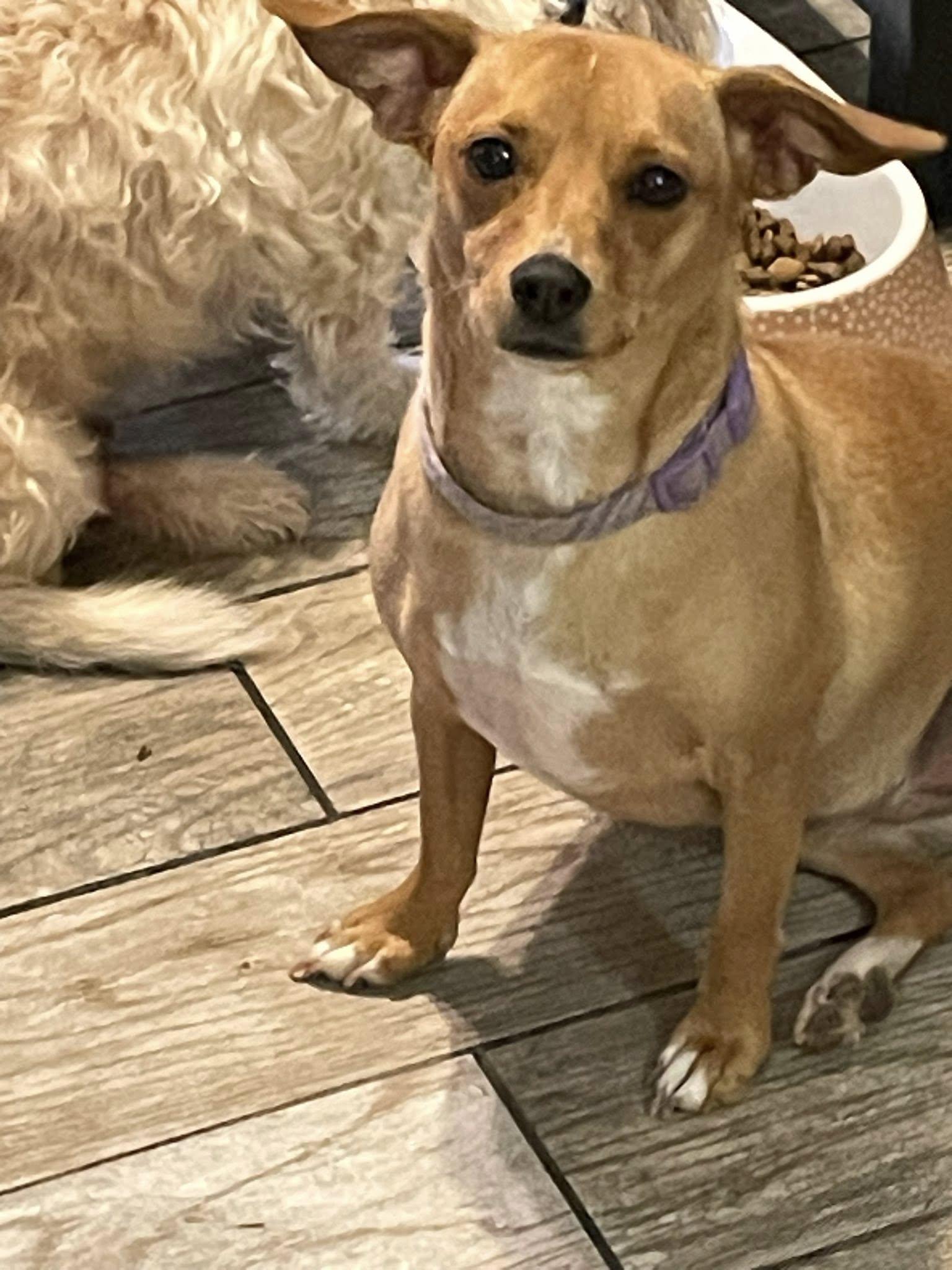 Louise, a Adoptable mixed breed in Leavenworth, KS image 2/5