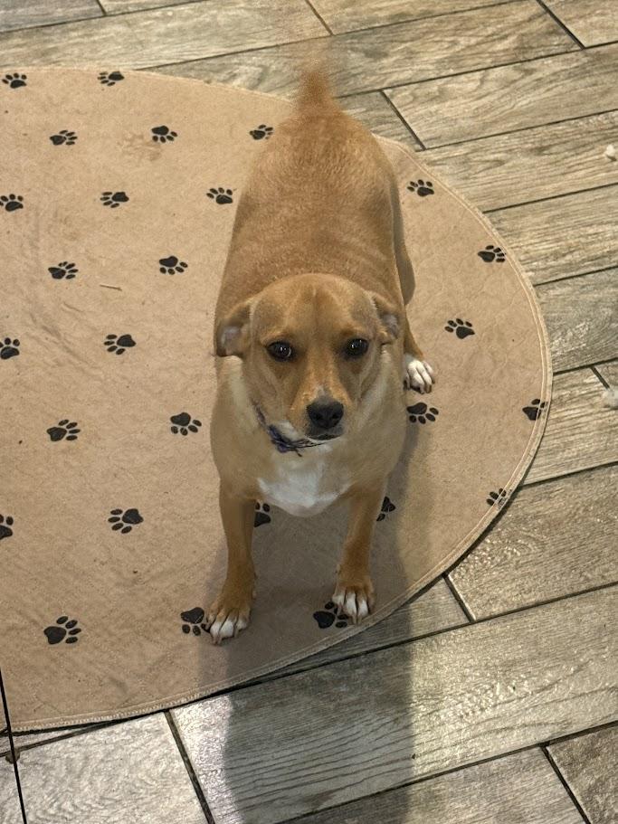 Louise, a Adoptable mixed breed in Leavenworth, KS image 3/5