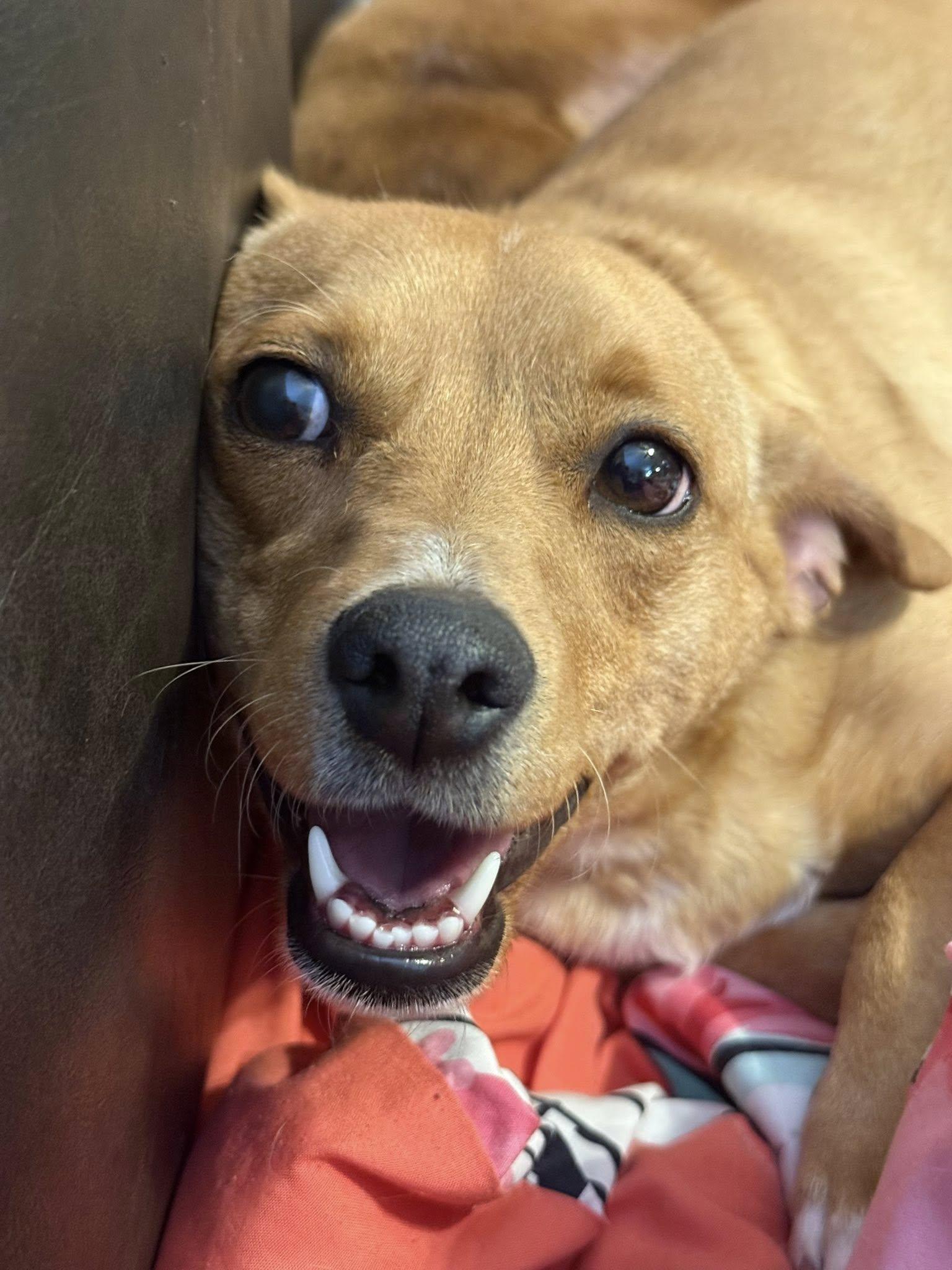 Louise, a Adoptable mixed breed in Leavenworth, KS image 1/5