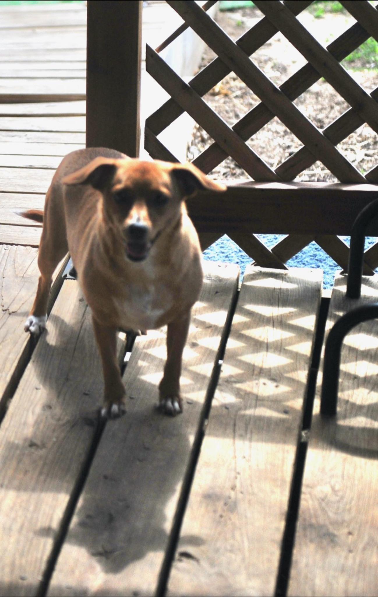 Louise, a Adoptable mixed breed in Leavenworth, KS image 4/5