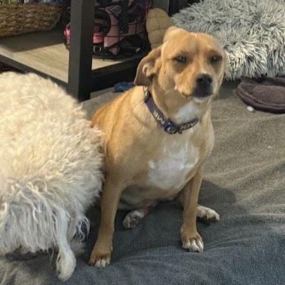 Louise, a Adoptable mixed breed in Leavenworth, KS image 5/5