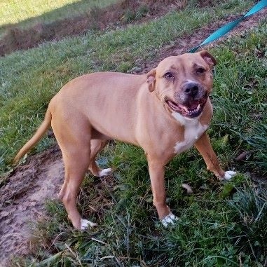 Charlotte, Adult Female Pit Bull Terrier