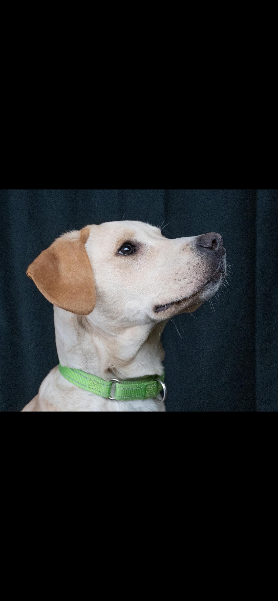 Enlarge Maverick , a ADOPTABLE mixed breed in Centerville, TN image 2/3