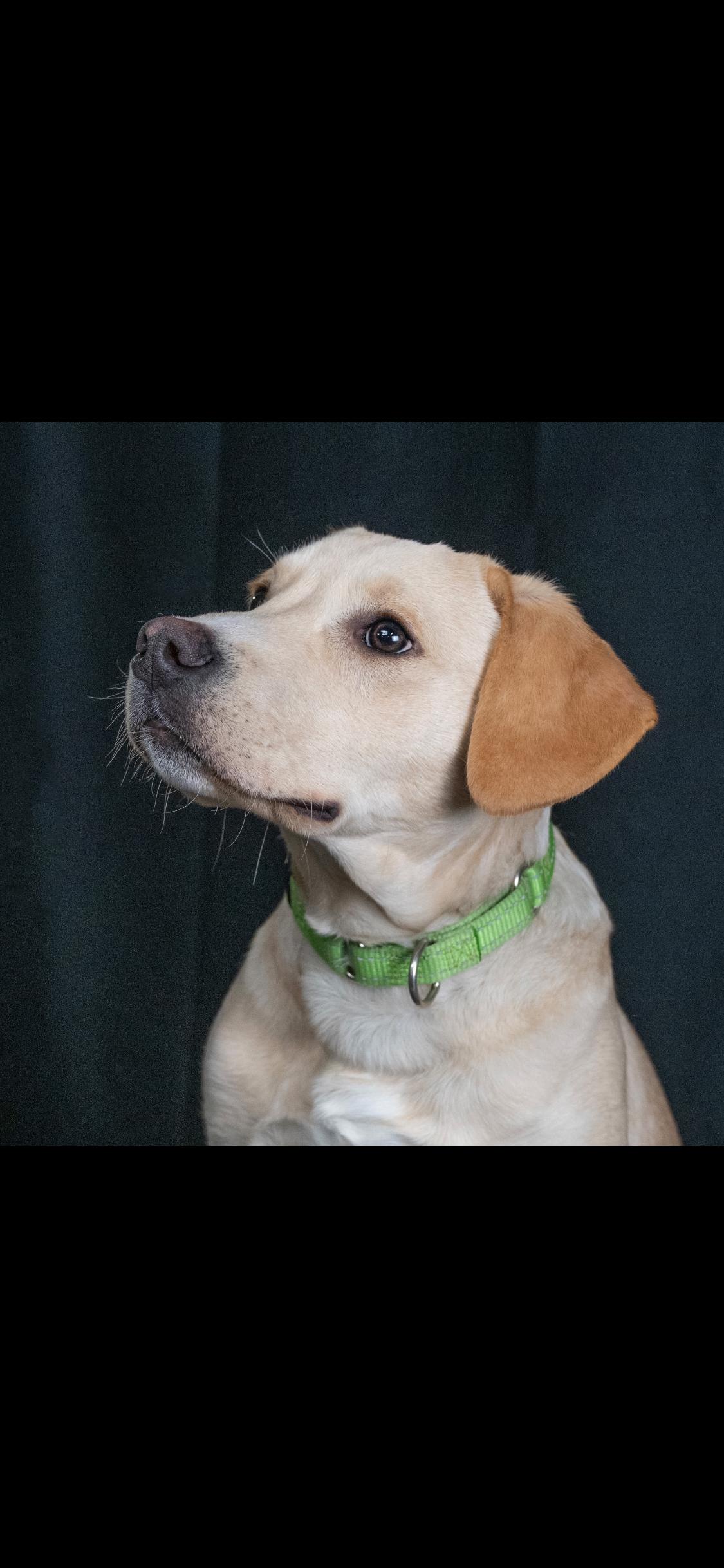 Enlarge Maverick , a ADOPTABLE mixed breed in Centerville, TN image 1/3