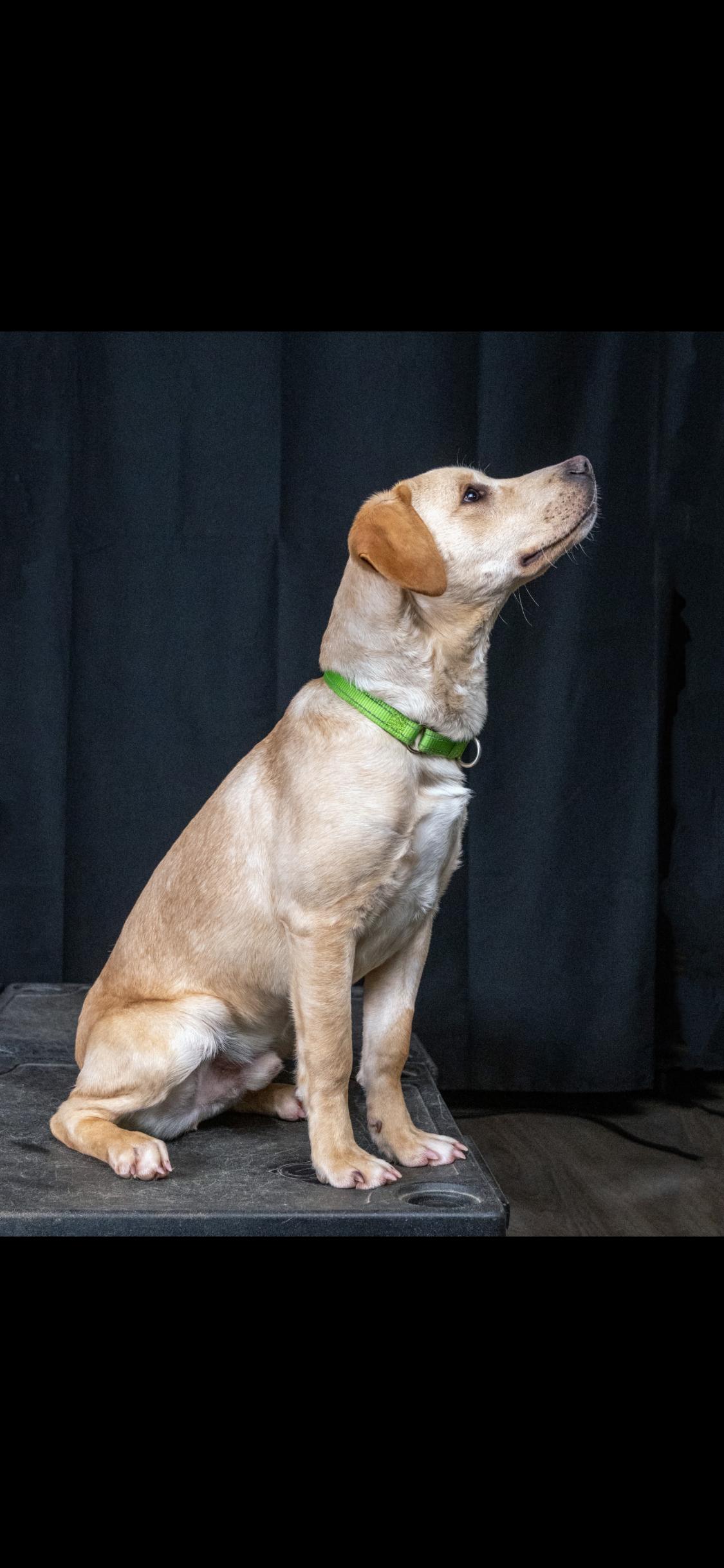 Enlarge Maverick , a ADOPTABLE mixed breed in Centerville, TN image 3/3